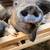 Piglets 8 thumbnail