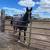 Trail gelding 4 thumbnail