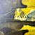 Judah Dune 5’6” groveler shortboard surfboard 3 thumbnail