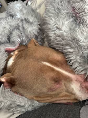 Rehomng 4 year old Pit-bull (Vancouver)63916214627714121