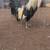 Gallo rooster 2 thumbnail