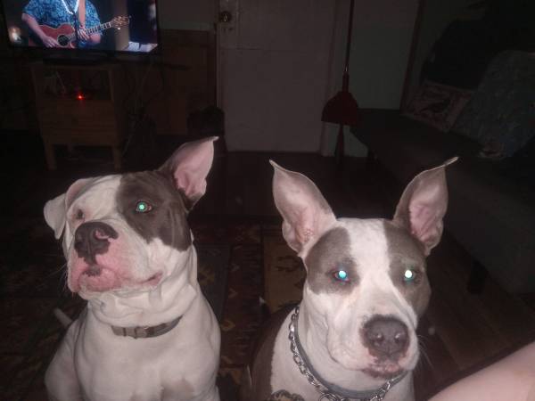 Female bulldog (Silver Springs)63687883258369121