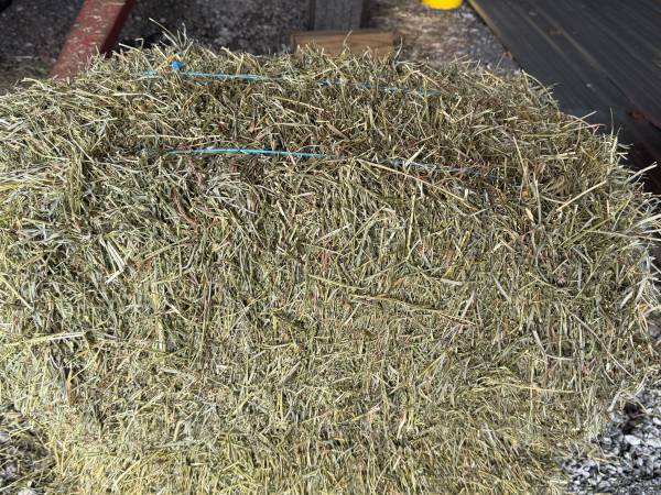 2nd ctg grass alfalfa mix 1