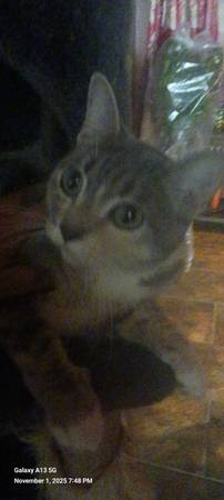 Stormy, una gata hembra de 3 años. No esterilizada (Milwaukee)64311826465539121