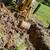 Backhoe, 3pt attachment 2 thumbnail