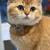 British Golden shorthair 2 thumbnail