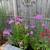 Plant Sale 3235 S. 83rd St. ongoing 14 thumbnail