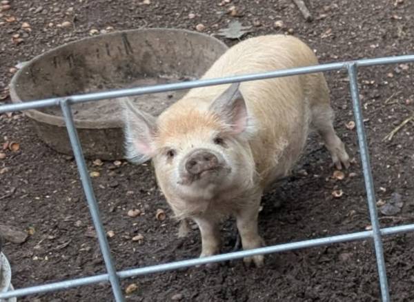 Pig 1