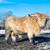 Halter Trained Highland calves! 11 thumbnail