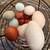 Turn-Key Poultry Breeding Operation 12 thumbnail