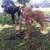 Red nose pitbull 1 thumbnail