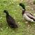Assorted ducks 1 thumbnail