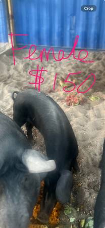 Pigs 1