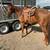 Gelding 3 thumbnail