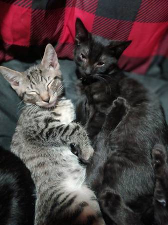 (Re-home)Home Needed for 2 Kittens
(M) (Brooklyn, Bedsty)63699031415297120