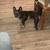 Frenchie Pup 3 thumbnail