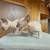 Canadian Sphinx 8 thumbnail