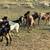 Boer & Dapple Billy Goats 1 thumbnail