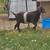 Boer herd liquidation 3 thumbnail
