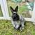 Angora mini Dwarf bunny mix Jersey Woolly 5 thumbnail