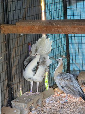 Silver Pied Peafowl 1
