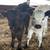 Mini calves 3 thumbnail