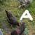 Hatching eggs 2 thumbnail