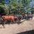 Bred cows 7 thumbnail