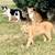 Barn Cats for Rodent Control - Neutered/vaccinated/delivered FREE! 6 thumbnail