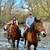 Beginner Safe, Bombproof Clydesdale Horse for Sale 4 thumbnail