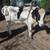Holstien steer #1200 3 thumbnail