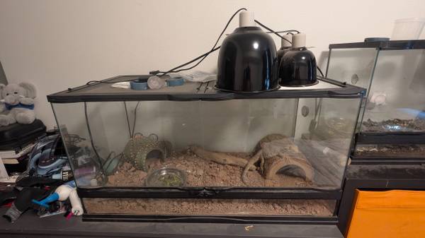 Rehoming reptiles63949211839491123