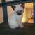 Sealpoint siamese kitten 4 thumbnail
