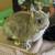 Netherlands Dwarf Rabbits For Sale 1 thumbnail