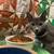 Sweet, funny, energetic, loving, silly, kitty 1 thumbnail