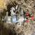 STANADYNE model DB2829-4512 fuel pump 4 thumbnail