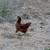 Pullets 1 thumbnail