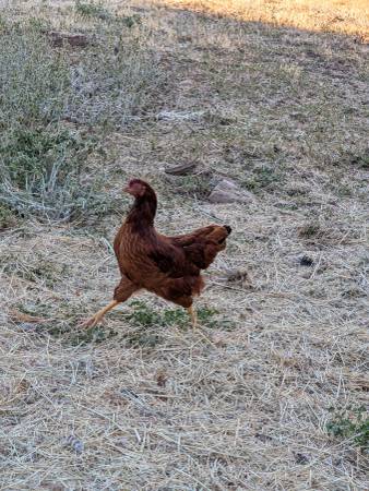 Pullets 1