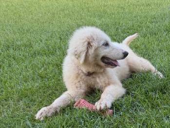 Female Great Pyrenees 1