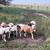 Katahdin rams and wethers for sale 1 thumbnail