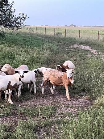 Katahdin rams and wethers for sale 1