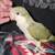 Quaker parrot 3 thumbnail