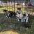 Cowboy Corgi 7 thumbnail