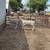 SHEEP Dorset Finn Cross Ram Lambs 2 thumbnail
