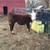 3 Polled Hereford Bull Calves 5 thumbnail