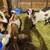 Nigerian Dwarf Goats for Sale 🐐 3 thumbnail