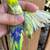 Parrotlet boy 2 thumbnail