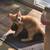 Kitten looking for Forever Home 6 thumbnail