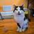 Cats & Kittens - FREE to GOOD homes! 4 thumbnail