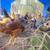 Pullets 10 thumbnail
